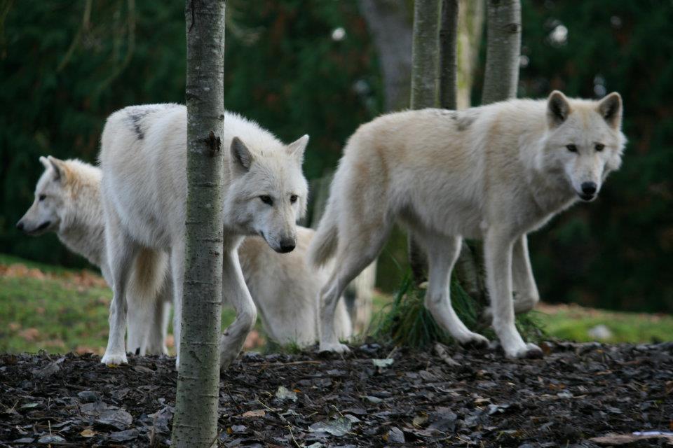 wolf pack woodland park zoo USA