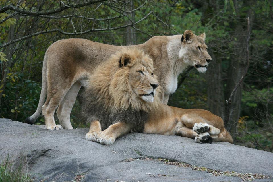 lion woodland park zoo