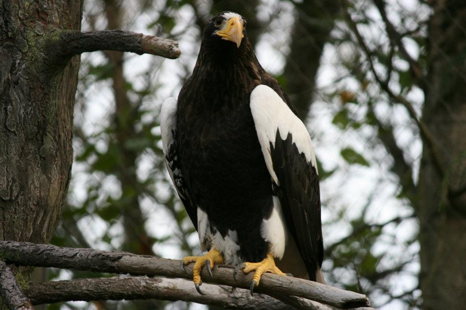 stellers sea eagle woodland park zoo seattle