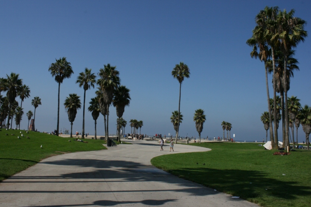 Palm Trees Venice Beach