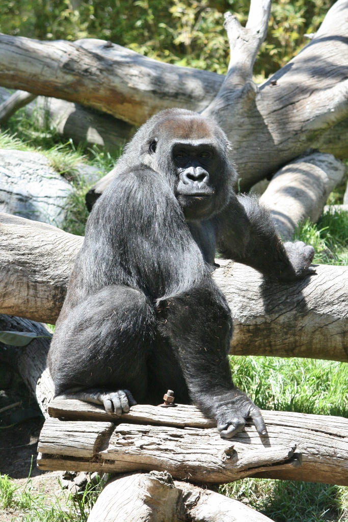 Female Lowland Gorilla San Deigo Zoo