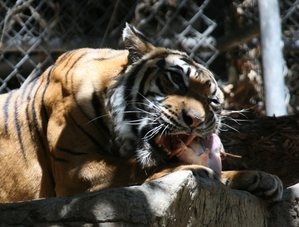 Malayan Tiger San Diego Zoo