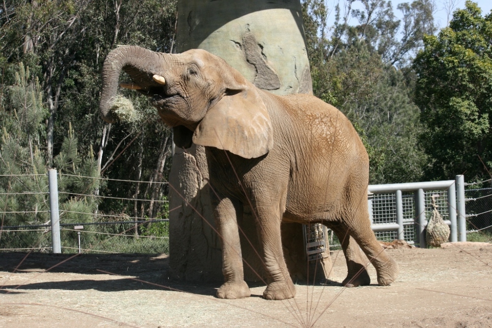 African Elephant San Diego Zoo