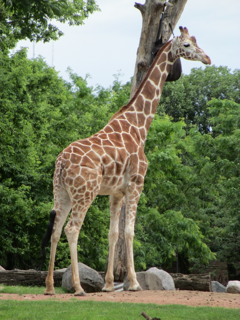Giraffe Lincoln Park Zoo