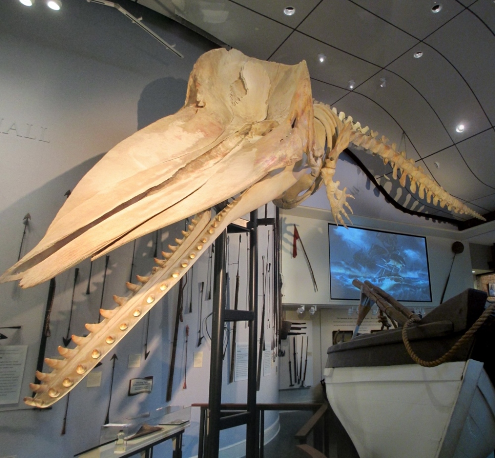 The impressive jaw of the Sperm Whale