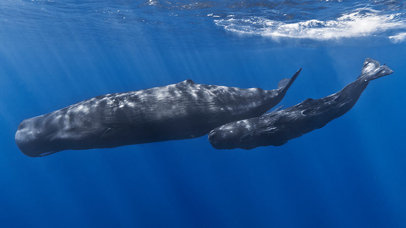 Mother & Baby Sperm Whale
