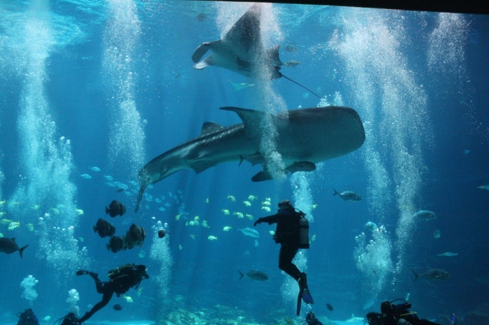 A Whale Shark and Manta Ray pass the divers giving you a great perspective of the sheer size of these creatures