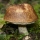 The Fascinating Fungi of Denali National Park