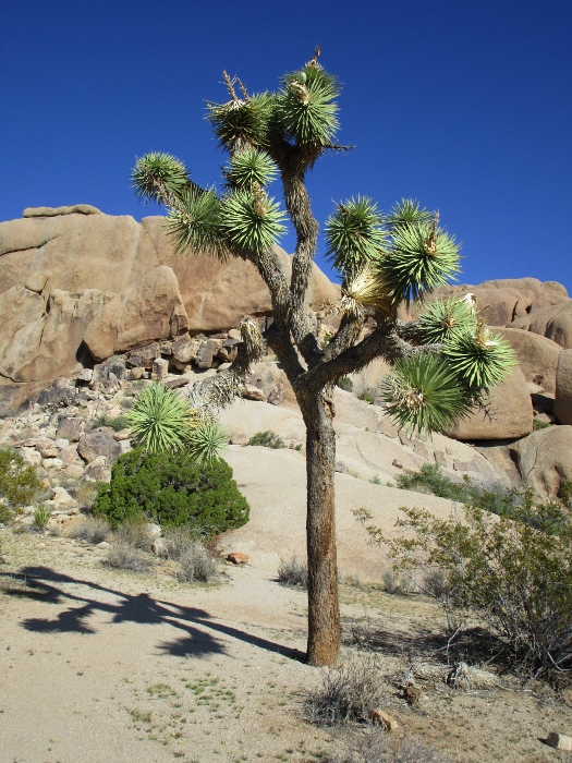 Dramatic rock formations just from the desert floor all over Joshua Tree National Park