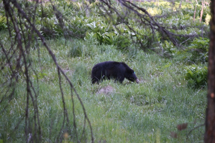 Mother Black Bear Sequoia National Park California