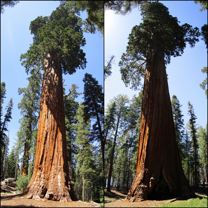 Mighty Giant Sequoia Trees Kings Canyon NP CA
