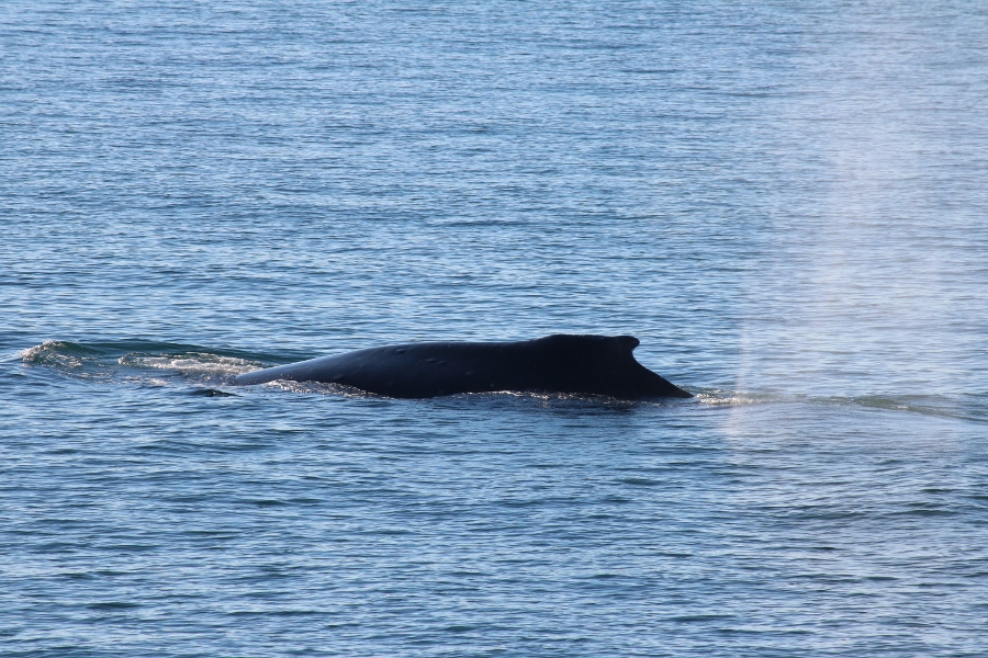 Humpback Whale off the coast of Port Townsend on the Olympic Peninsula 
