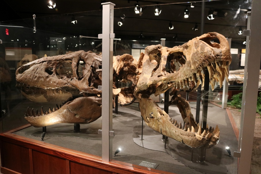 Wankel T. rex "Big Mike" (replica skull) and Custer rex MOR Bozeman MT