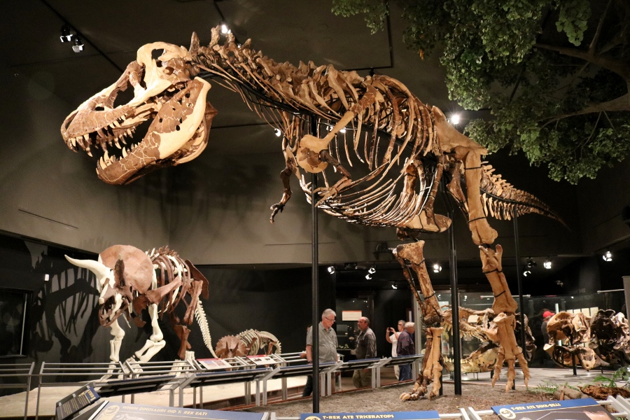 Montanas T rex Museum of the Rockies
