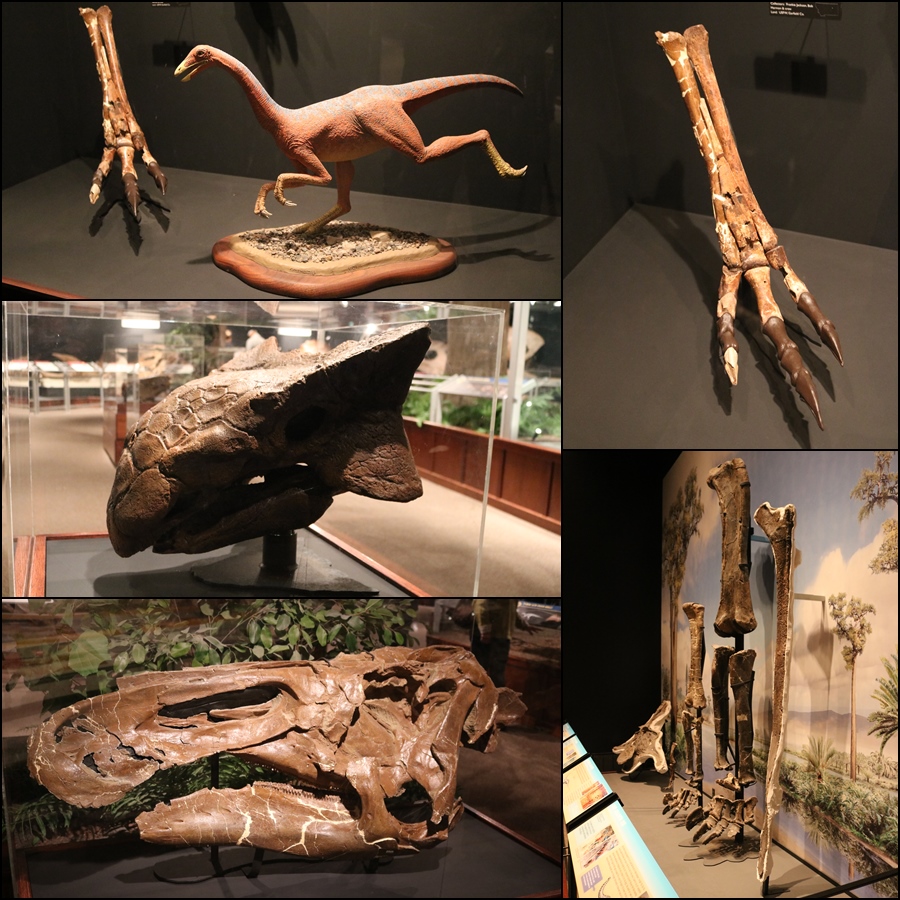 Dinosaurs Museum of the Rockies Bozeman MT