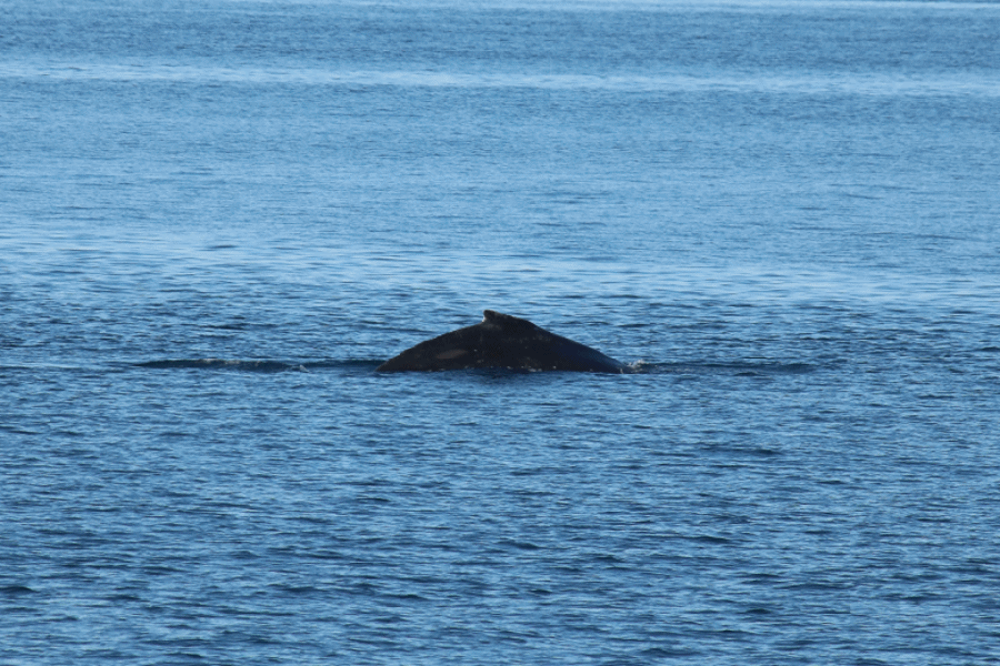 Humpback Whale Fluking San Juan Islands WA
